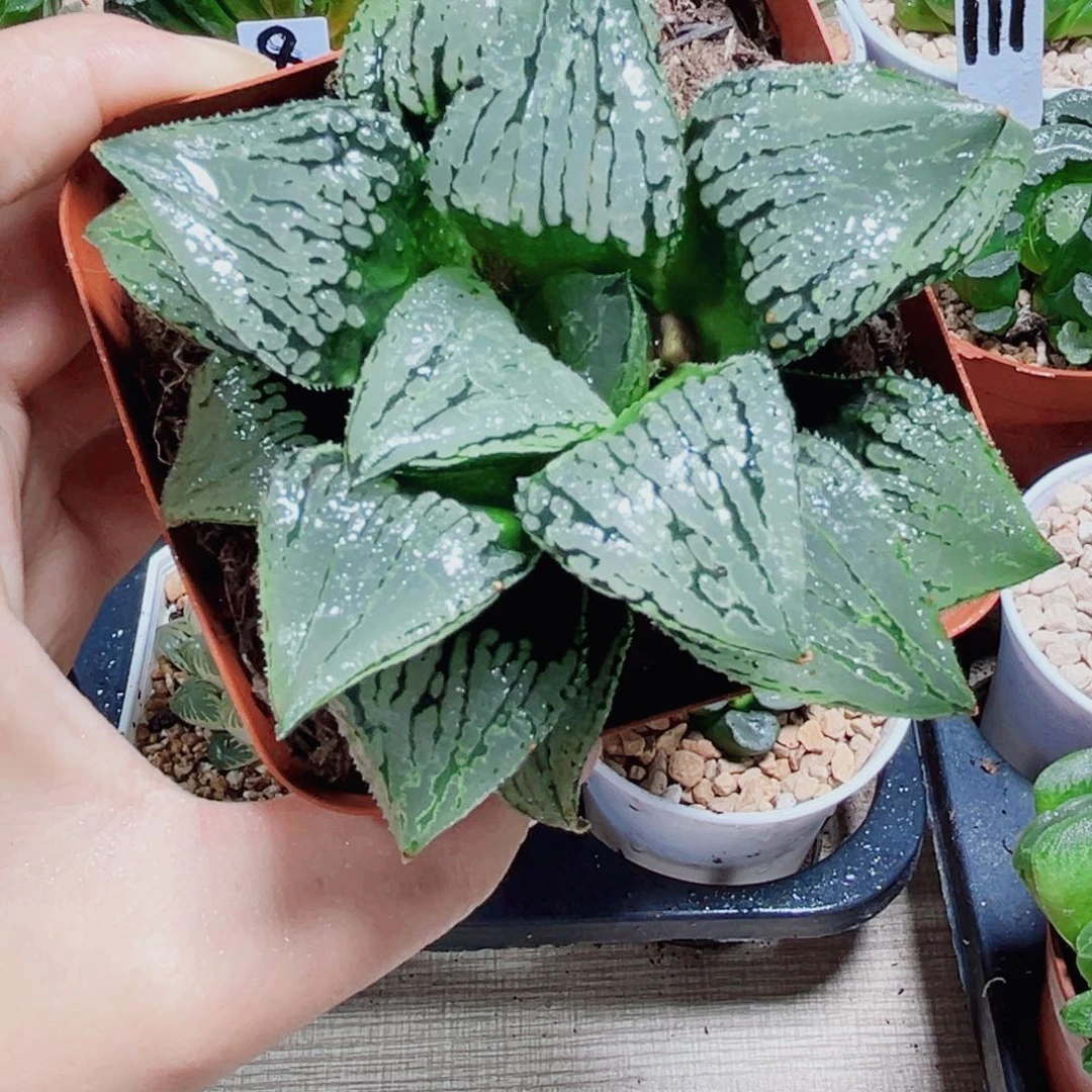 马丽丽女王多肉植物