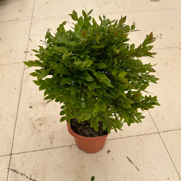 小叶紫檀盆景老桩植物客厅桌面花卉绿植回季常青