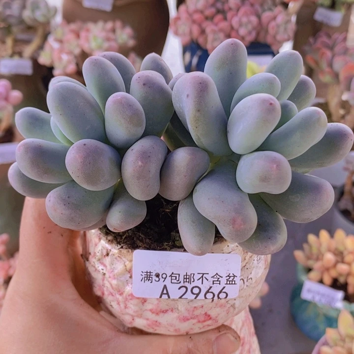 米可奶11cm2966多肉