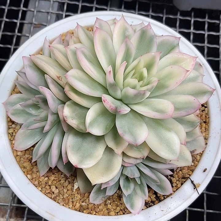 寒酥锦大群多肉植物