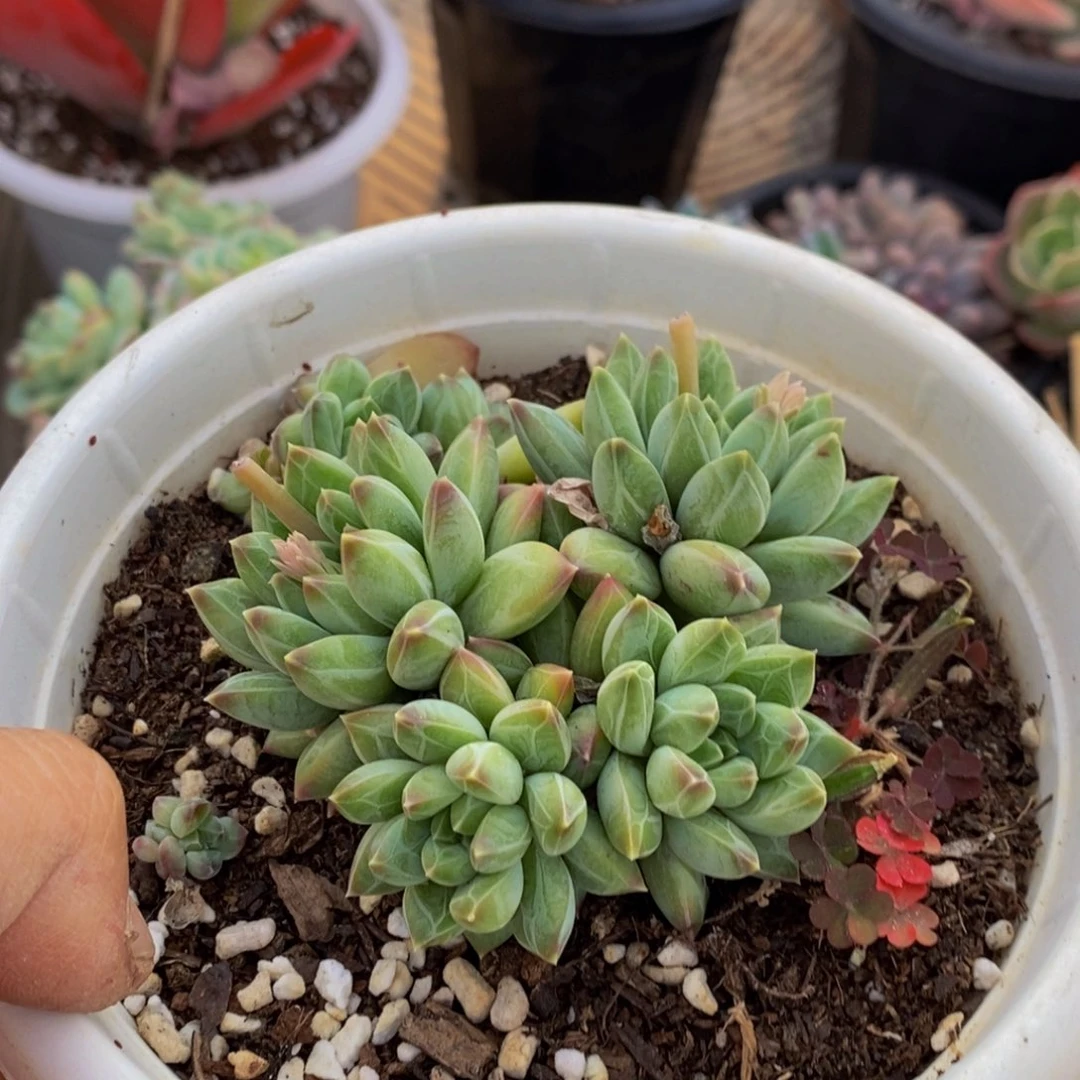 若**见48包邮一物一拍多肉植物