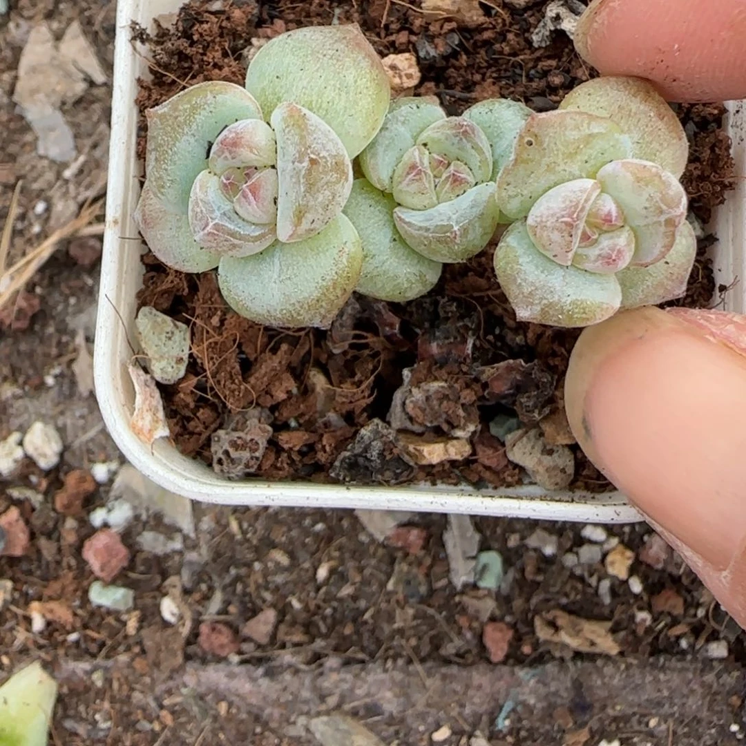 小卡拉米糖心一物一拍