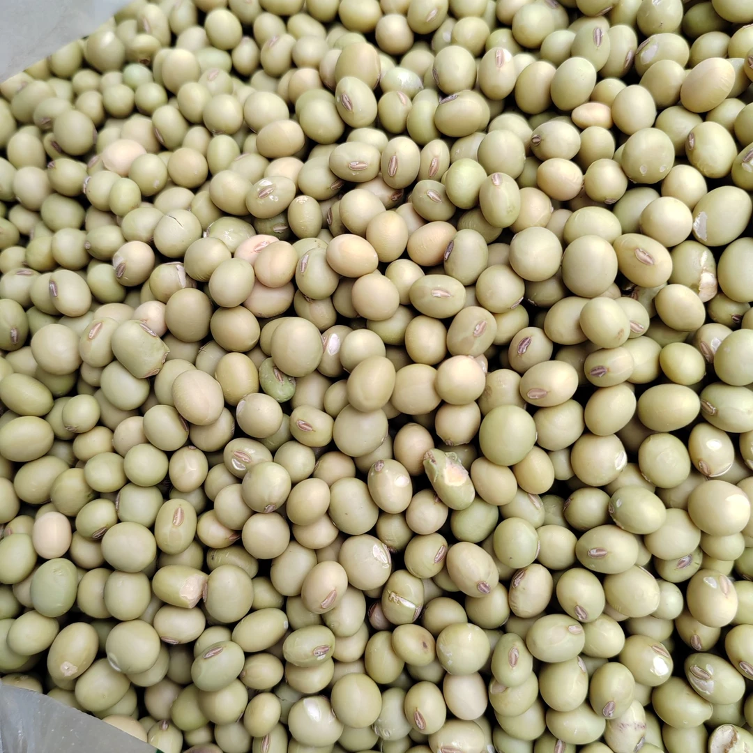 恩施本地老品种黄豆