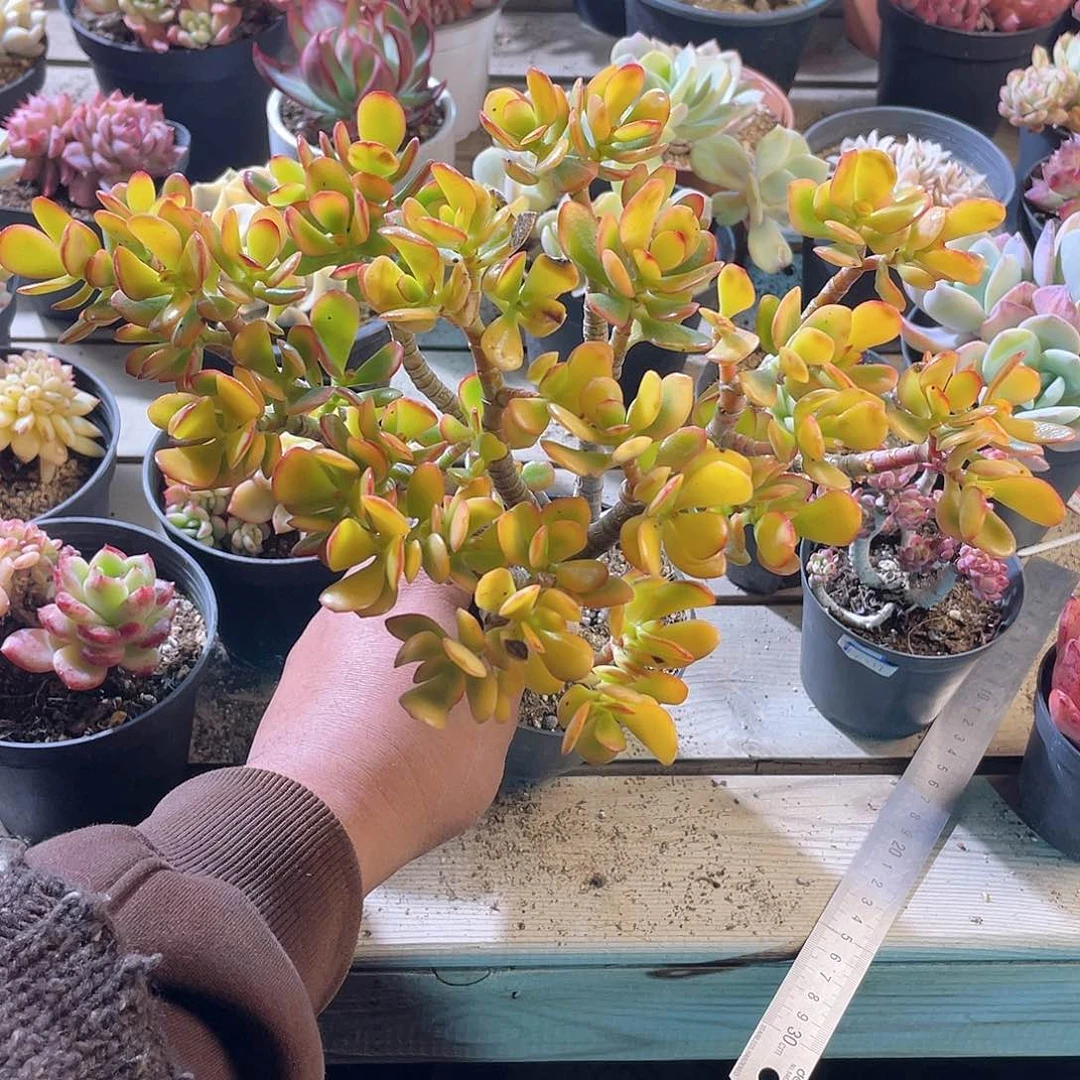 小****1322  黄金花月  六月六