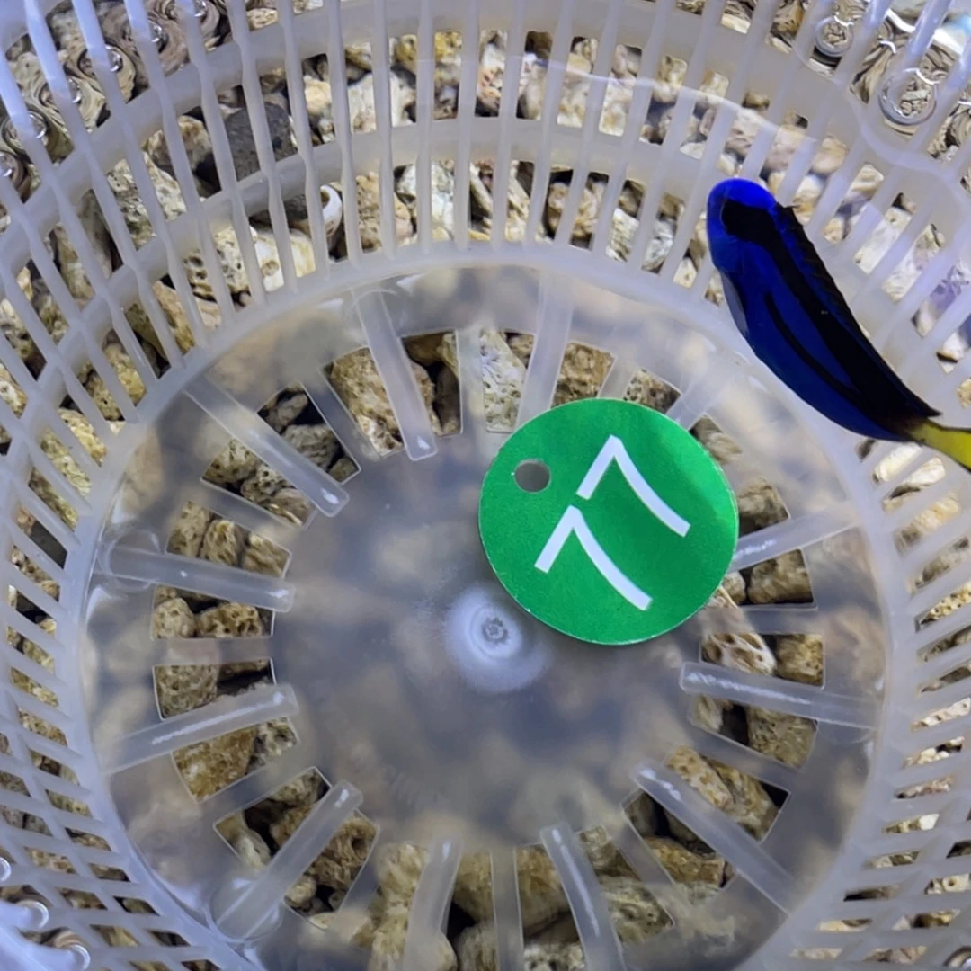 海水鱼蓝调一条顺丰包邮