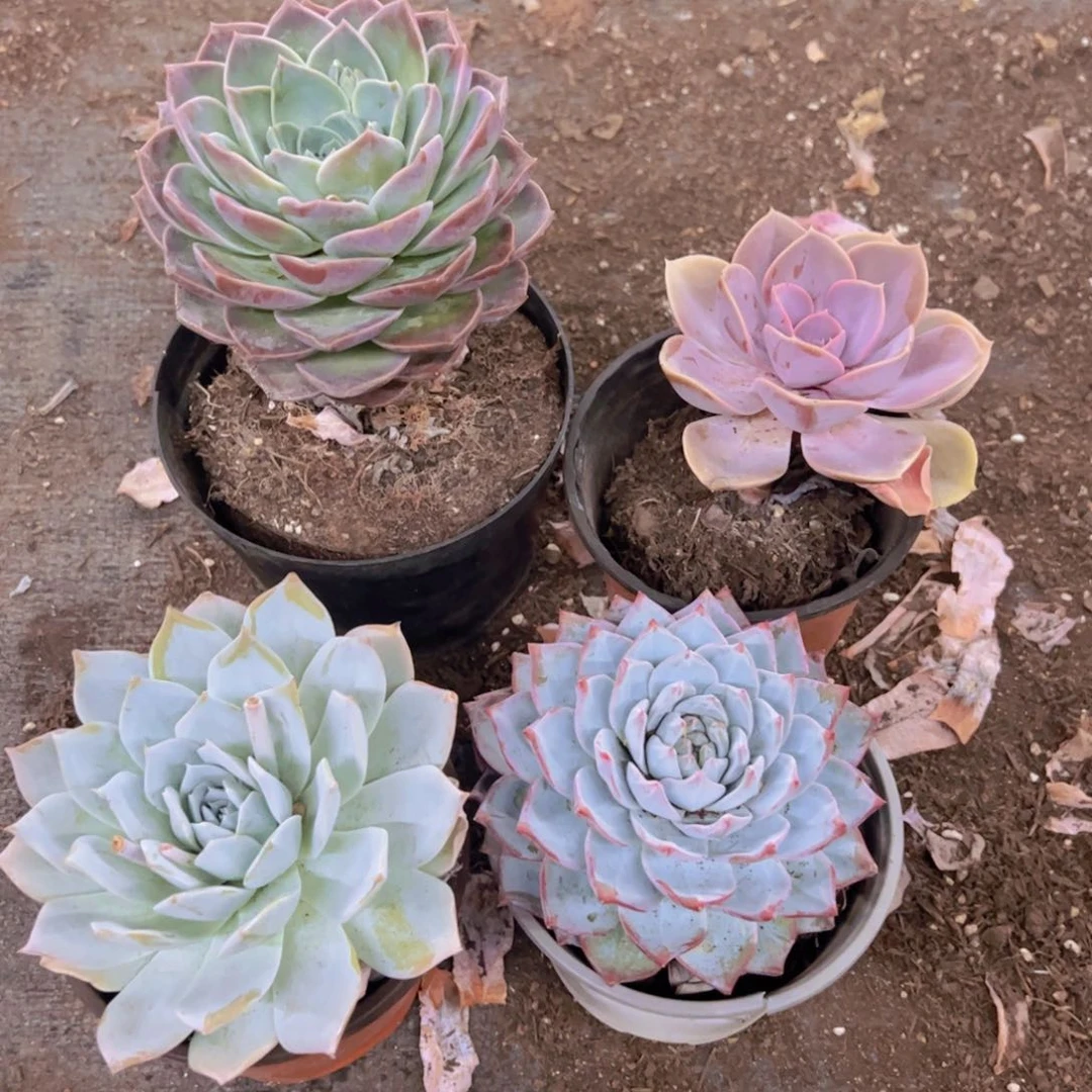 薄叶蓝鸟，粉蓝鸟，紫珍珠，原始哈利沃森大单头各一