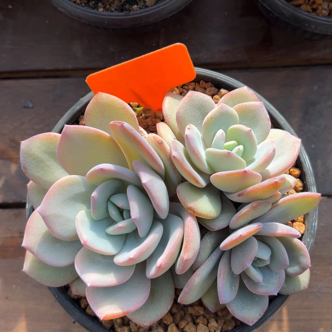 奶茶111111111111111