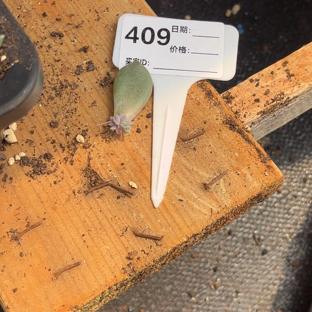 白****邀月多肉植物409号