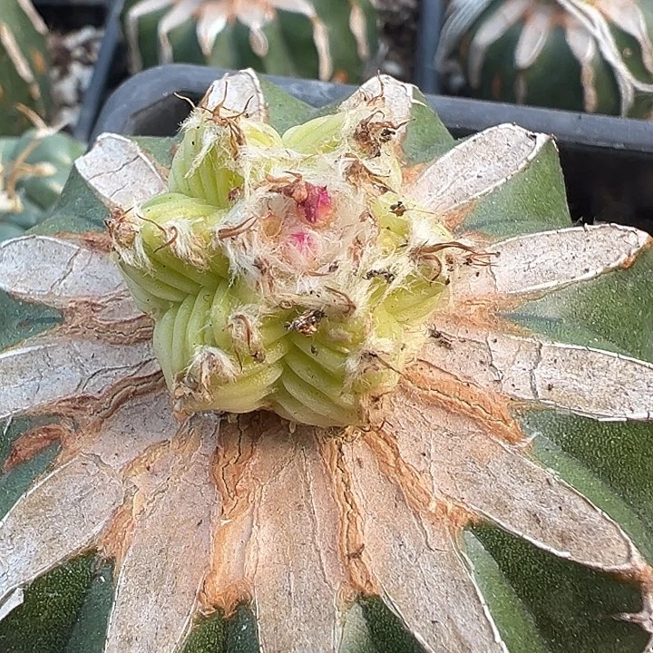 五星花笼锦开花株可授粉打种子