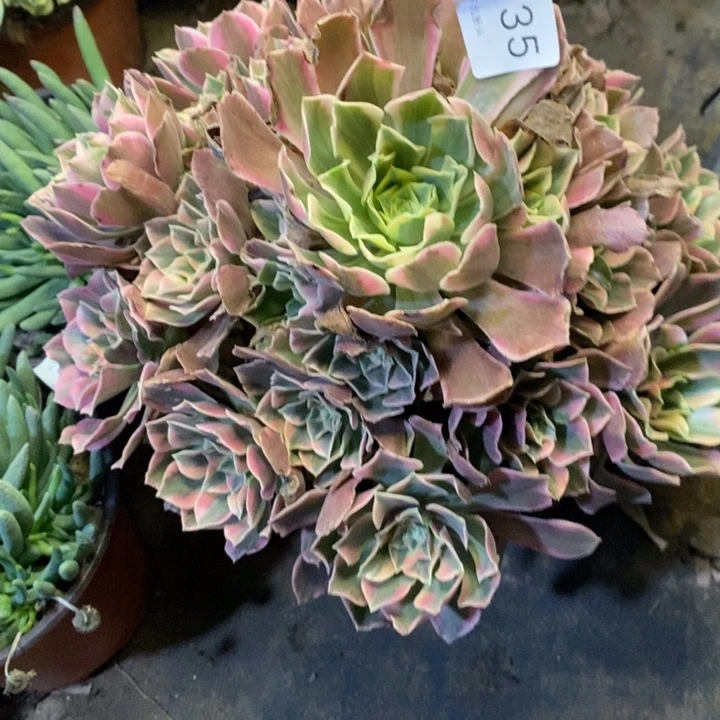 男神多肉断头不包0135