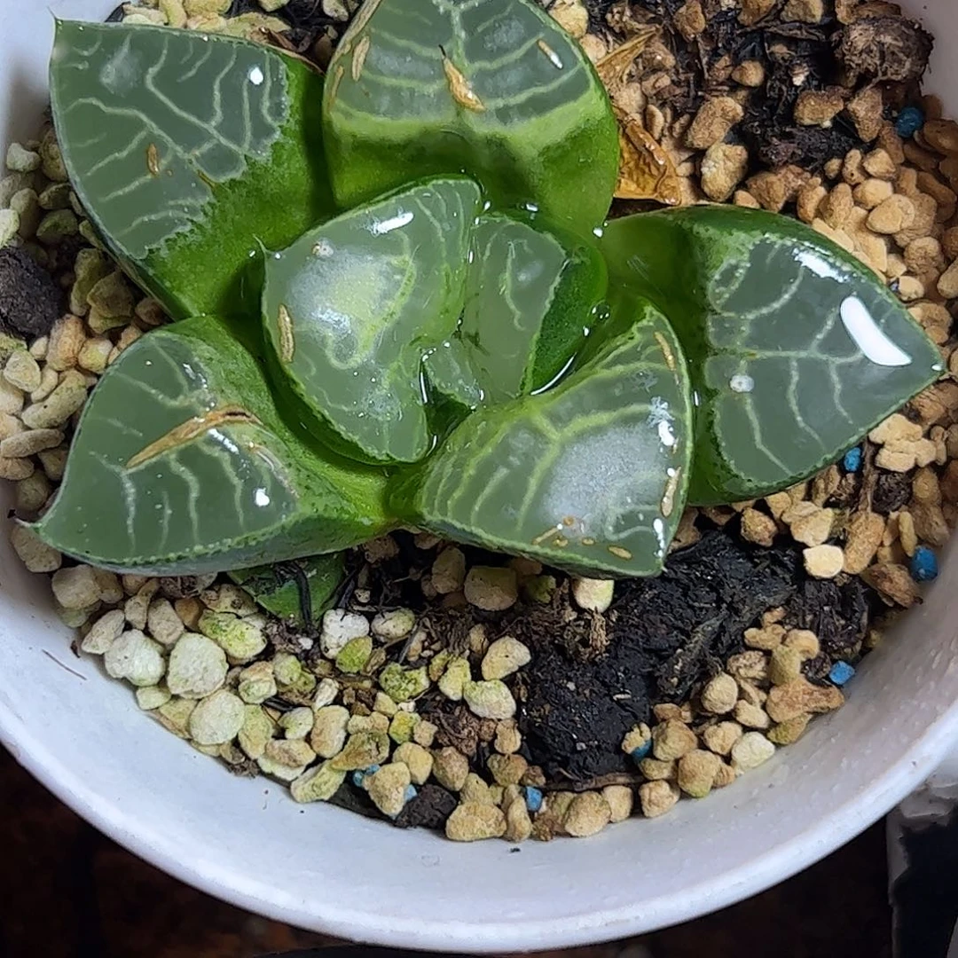 巨大化流纹云窗克十二卷