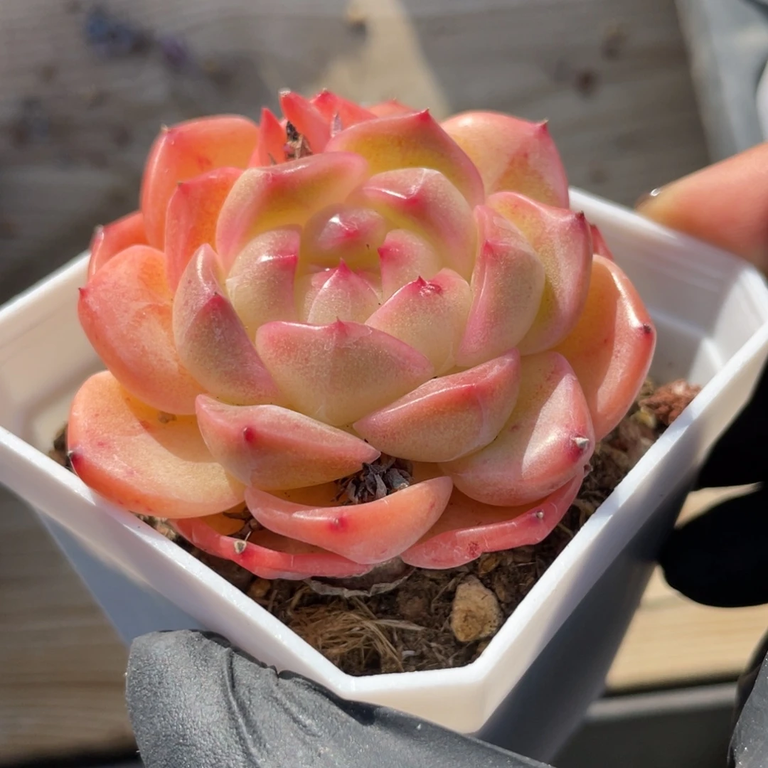 优选珍妮福利1386