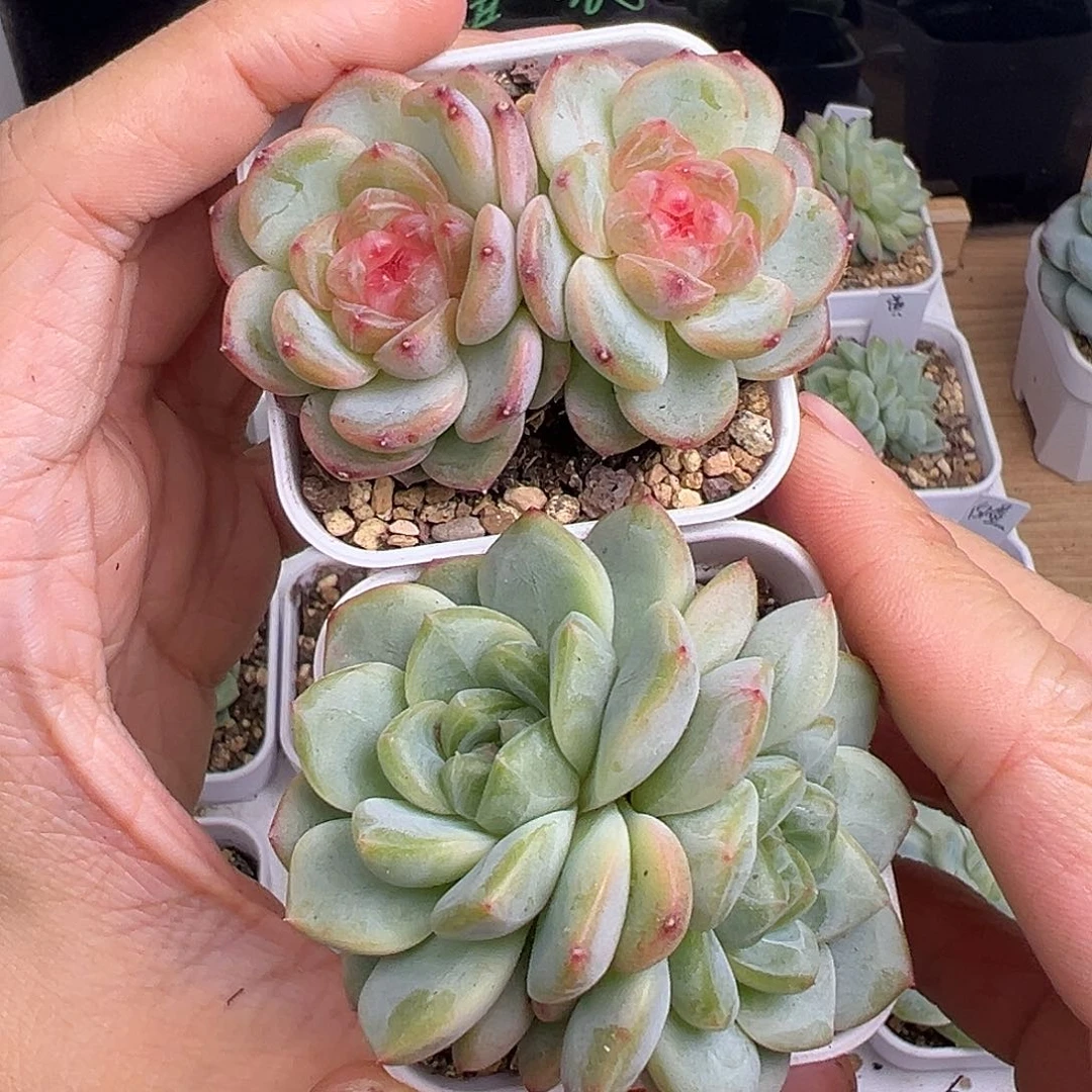 Tt甜心 上面模特 出下面的双头