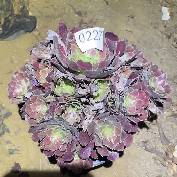 多肉植物法师227花呐