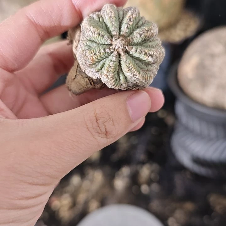 一物一拍，产地输入！
