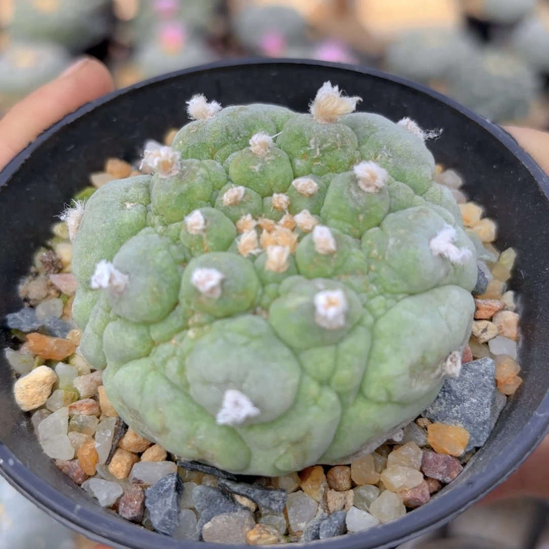 皱尤古田G g g g g g g 274