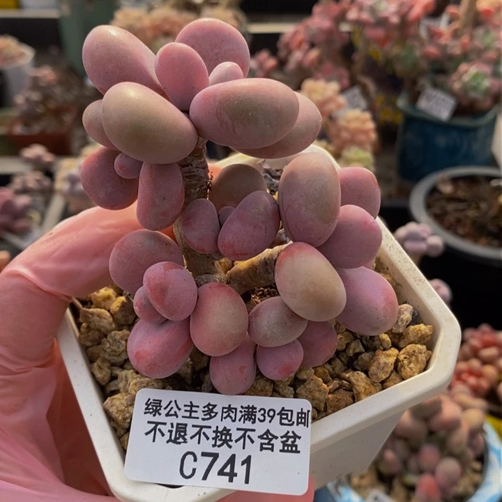 腰子桃蛋7cm741多肉植物