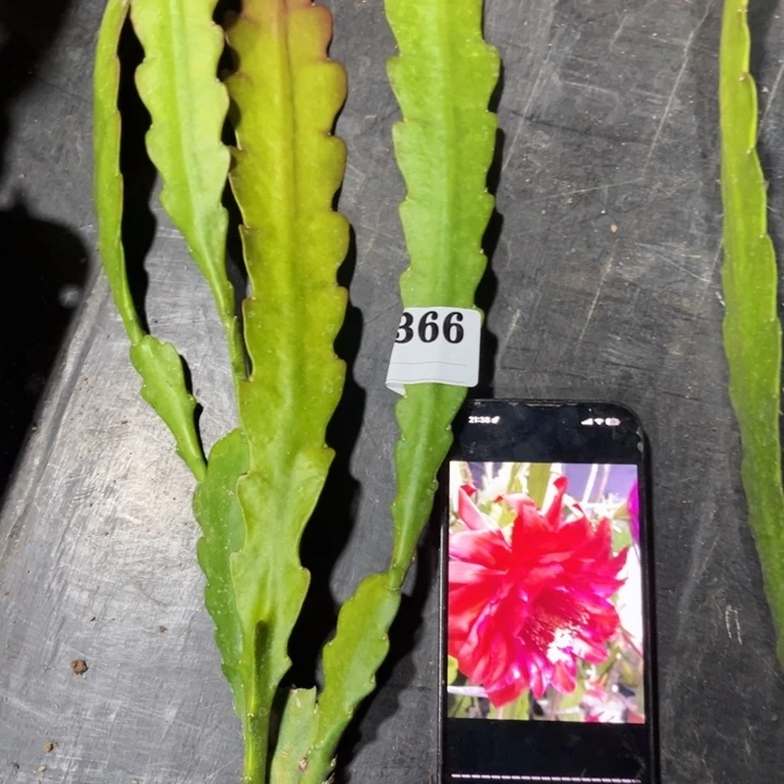 当前无花栽培后可以开花366