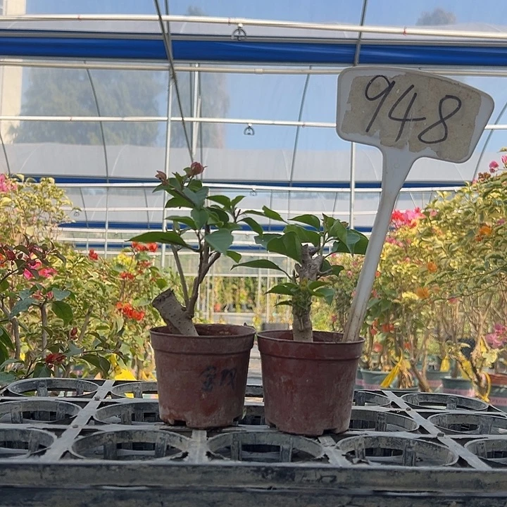 当前无花栽培后可以开花 绿叶双色掌中宝 加州黄金掌中宝948