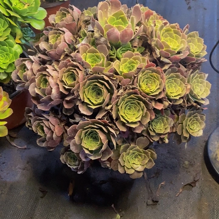 荷兰玫瑰多肉断头不包3709