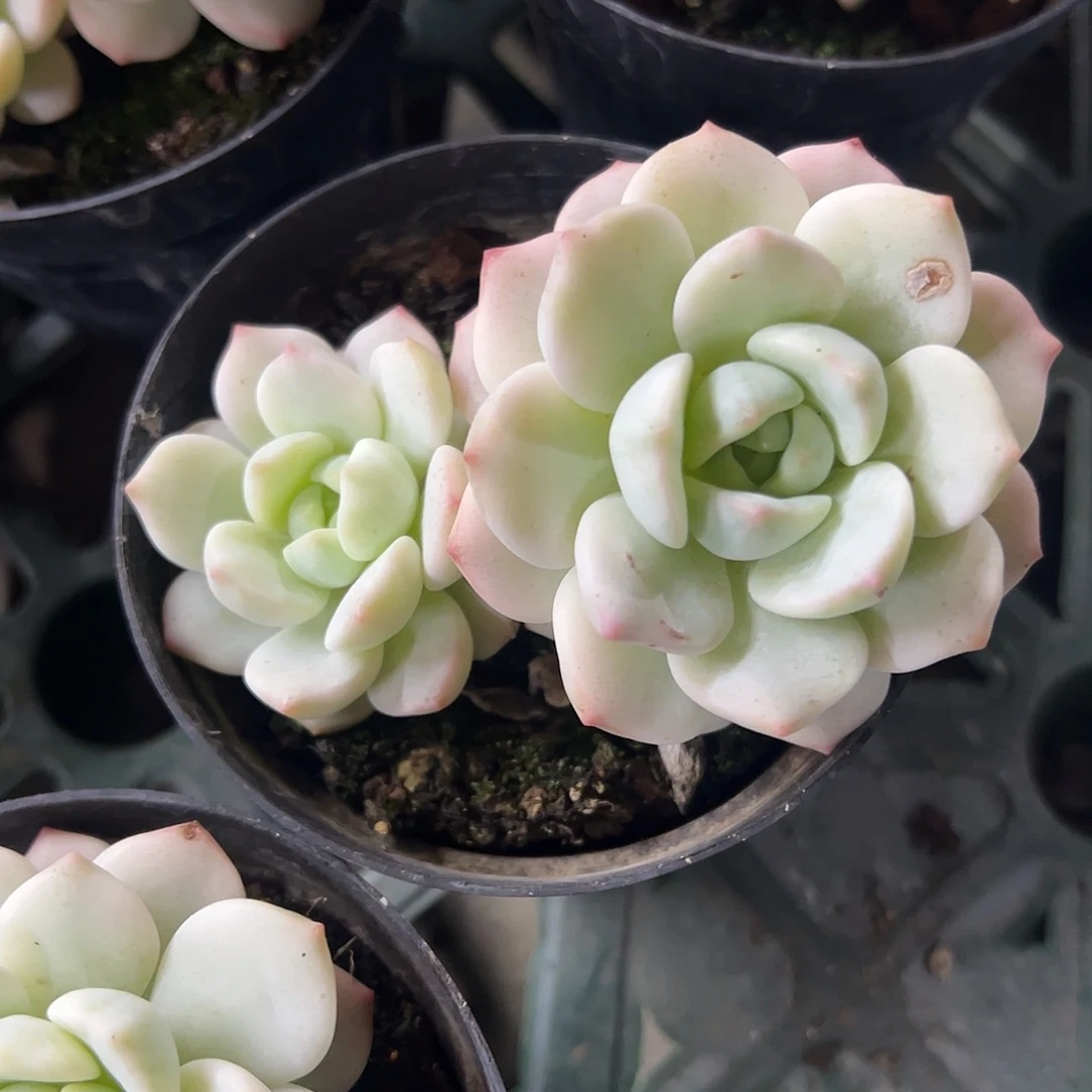 香草锦 婕宝一物一拍