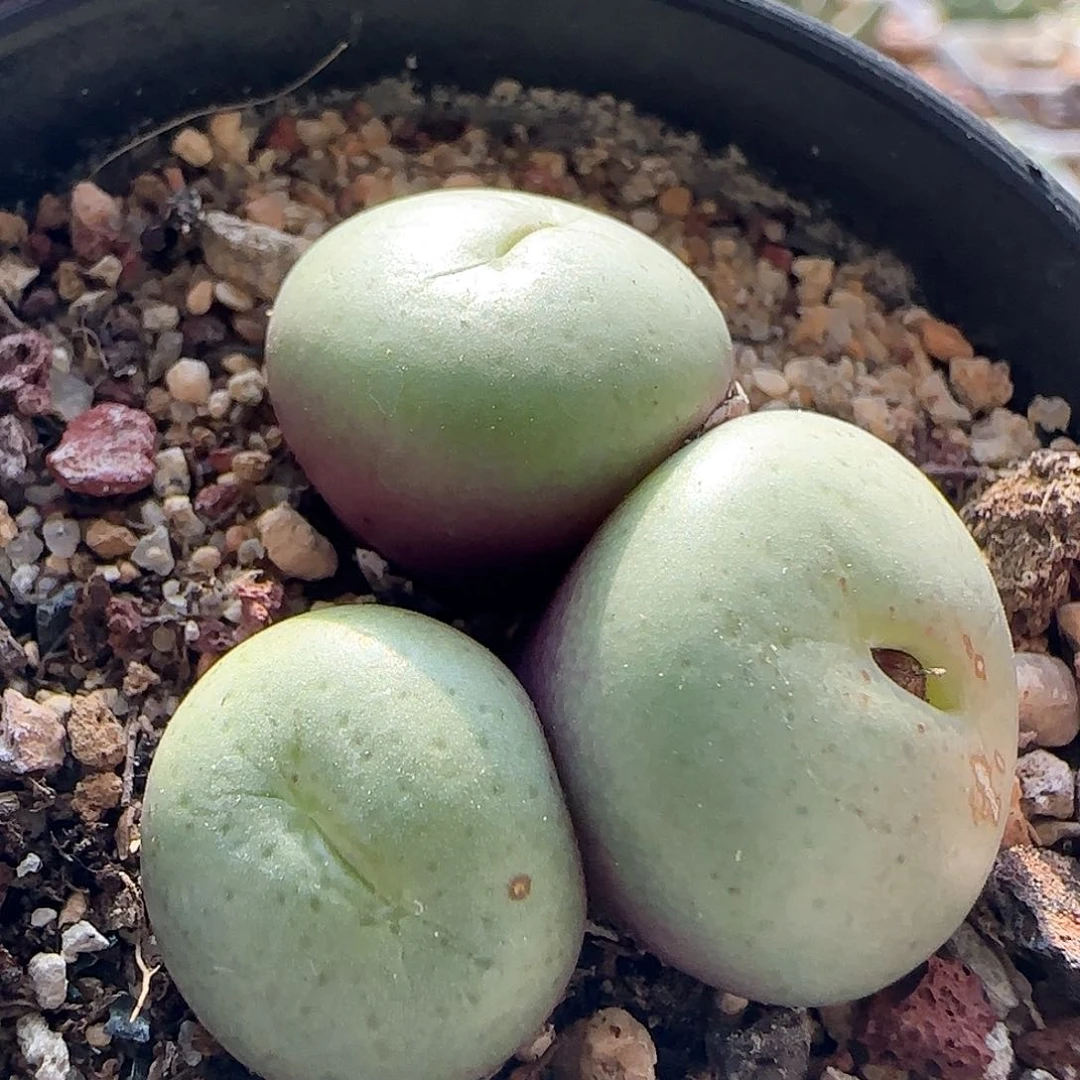 脱土发货28包邮25553