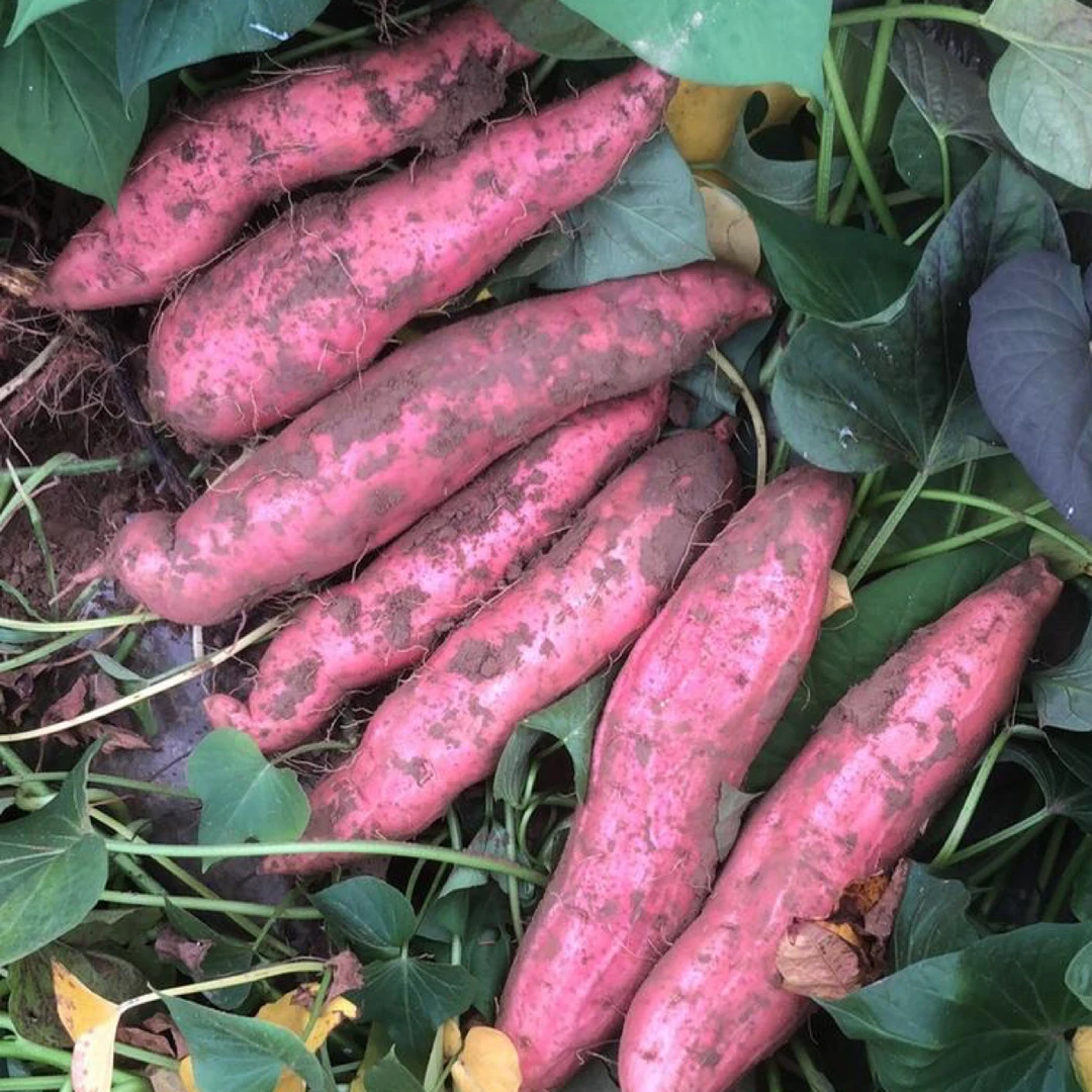 2025箴言自家红薯五斤