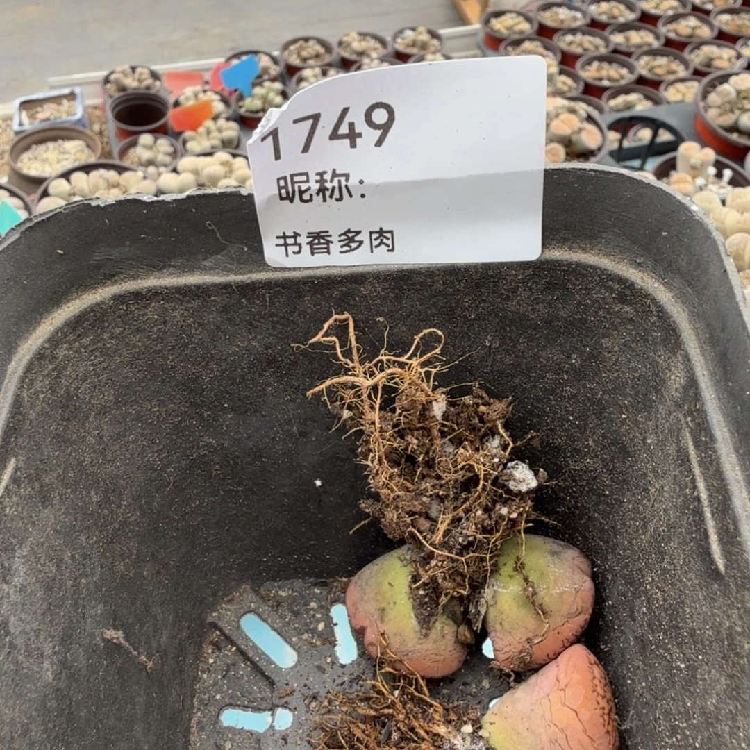 花****多肉。