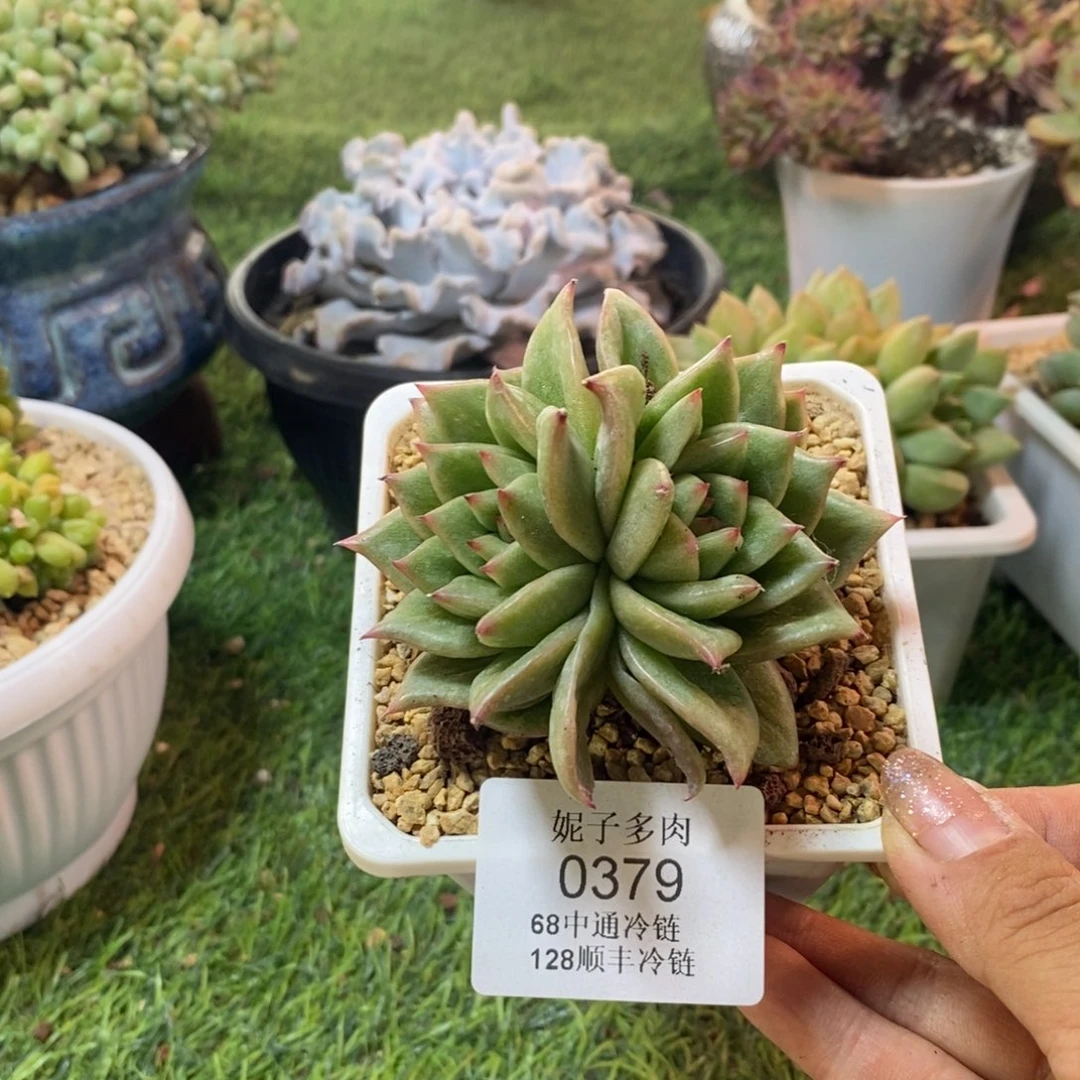 蔷薇玛丽亚0379 夏天请拍冷链