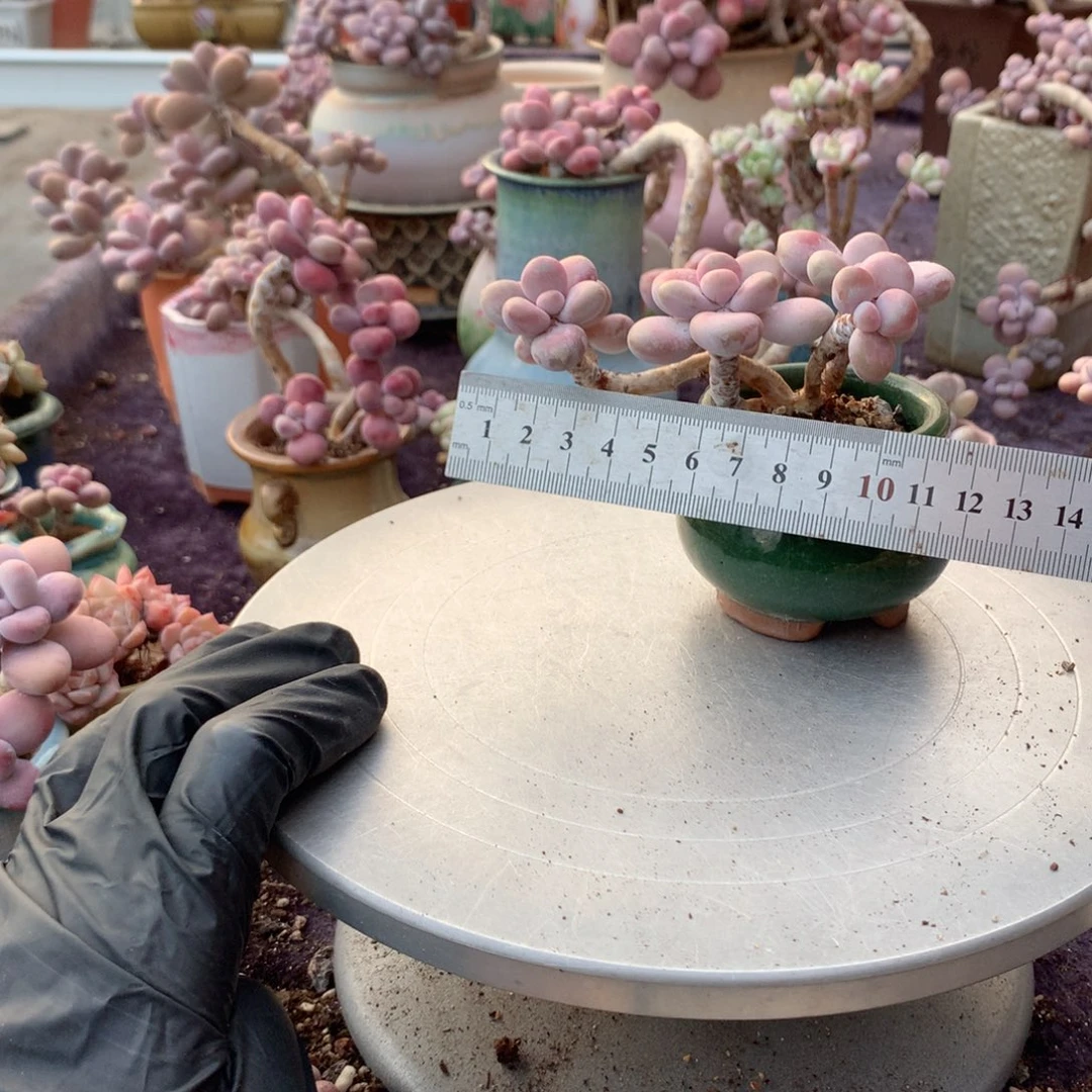 9号带盆偏远地区不包邮的