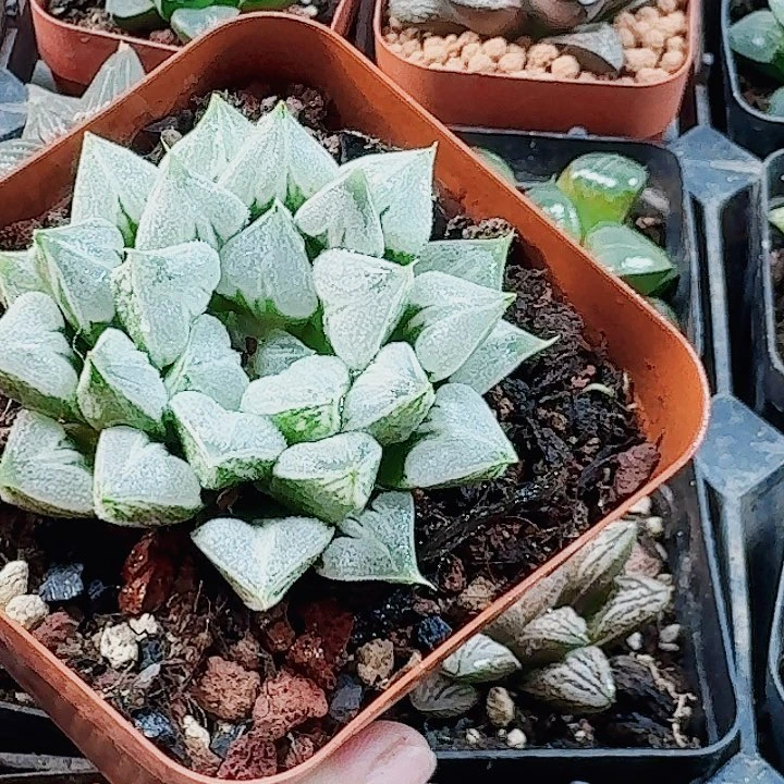 无花朵十二卷 爱心 福利