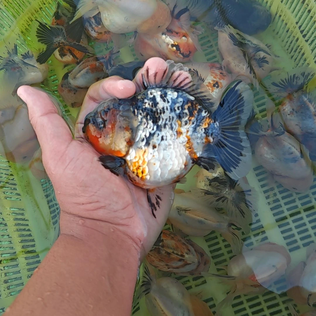 灰麒麟泰狮金鱼将军