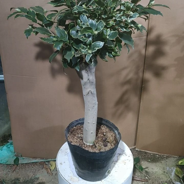 560金边三塞，原盆原土发货，不包邮