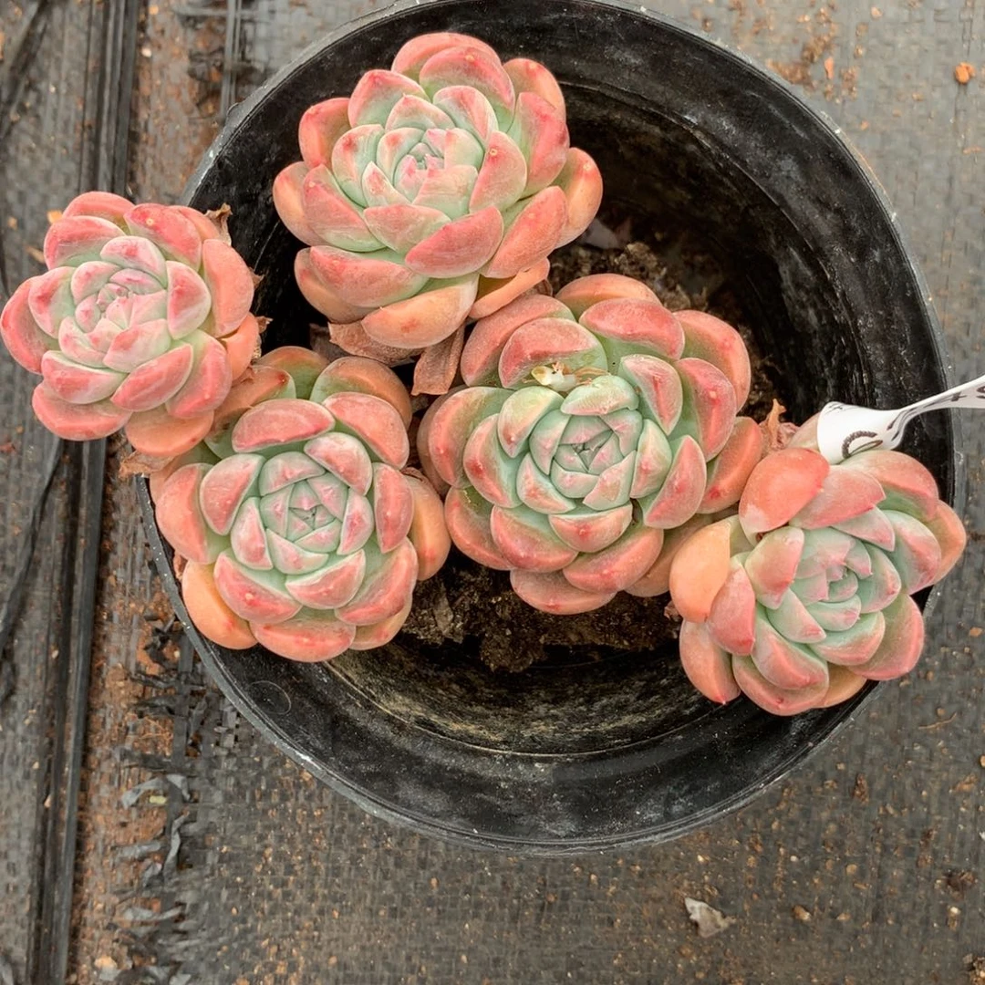 S*n6249杆子有瑕疵不售后12厘米