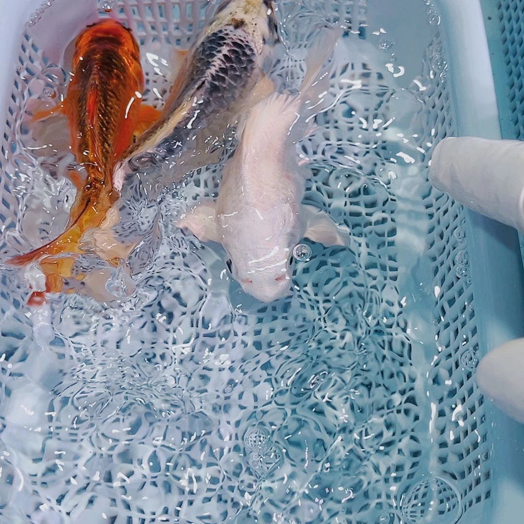 锦鲤锦鲤冷水观赏123