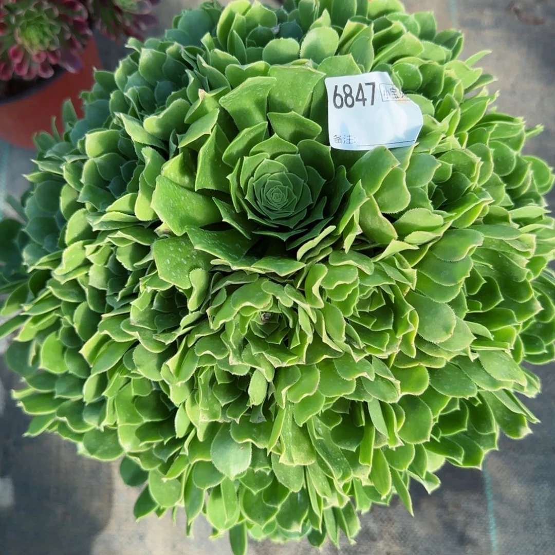 ?****猫6847绿杨蓉多肉多肉