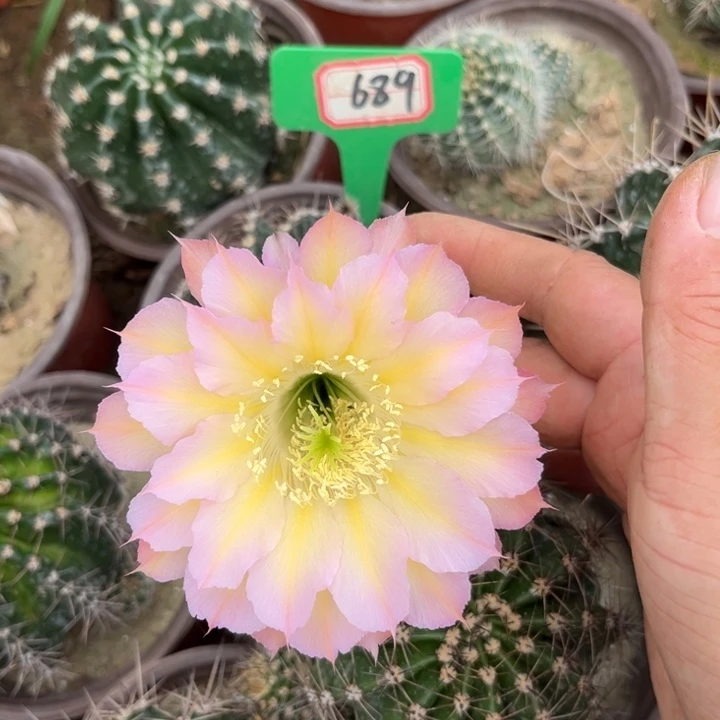 689，实生彩草。。。。