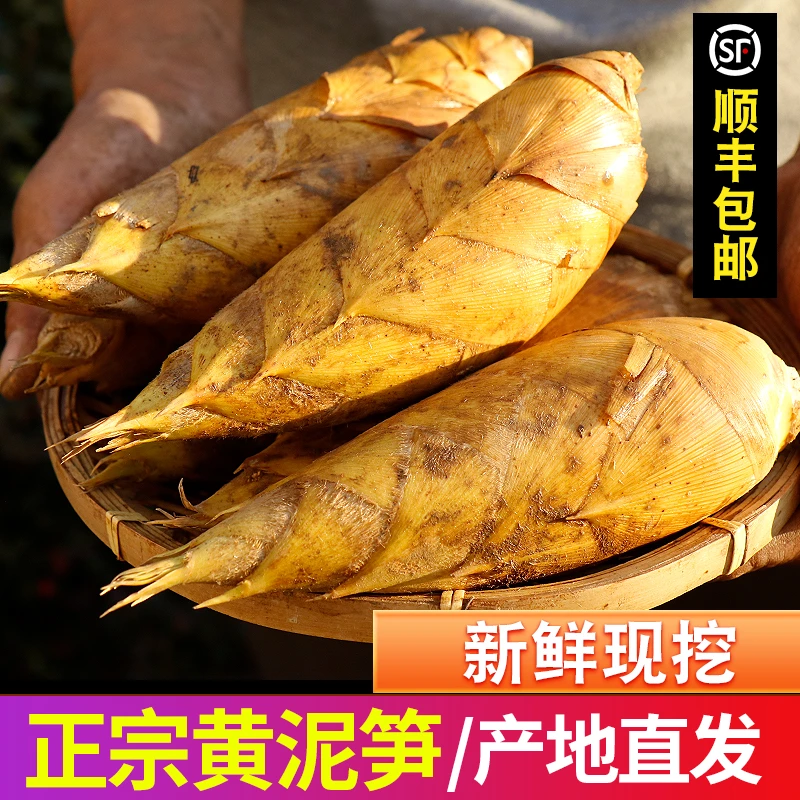 【顺丰现货】新鲜冬笋高山黄泥拱两头尖竹笋浙江杭州武夷山应季蔬菜
