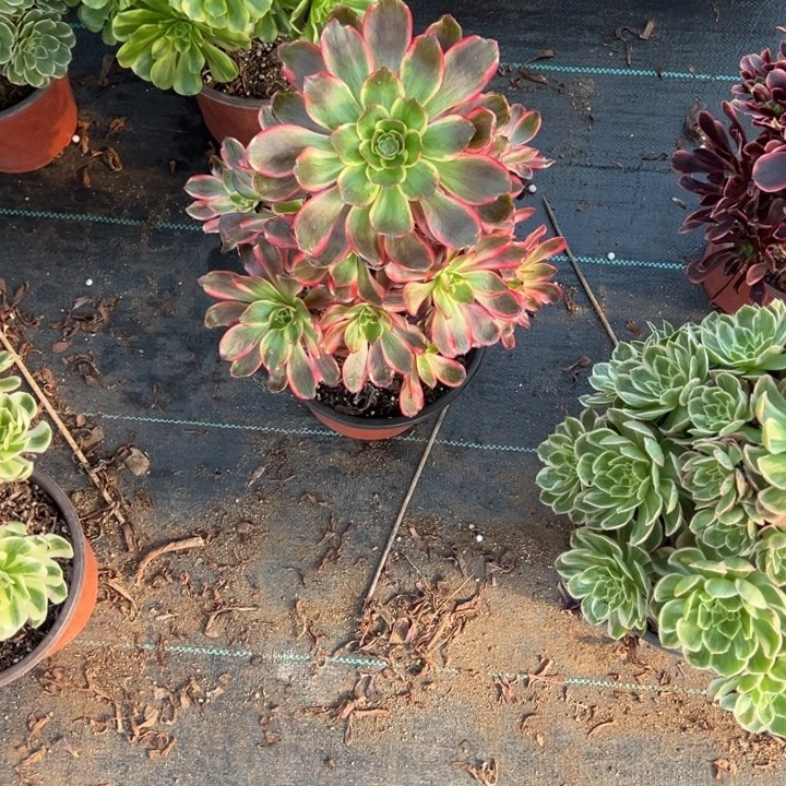 君***哥红魔女多肉植物花花