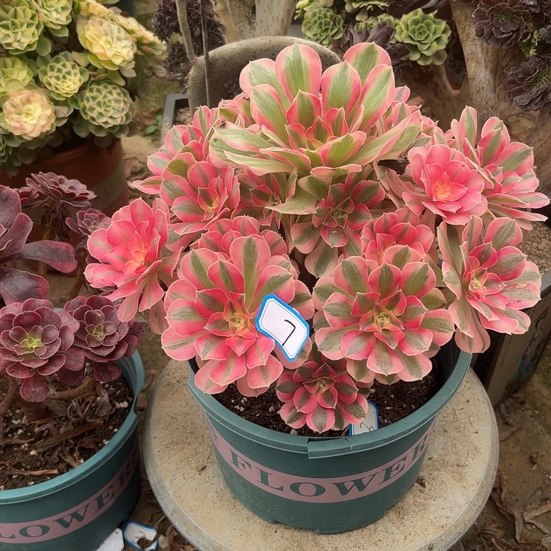 7女巫法师多肉植物