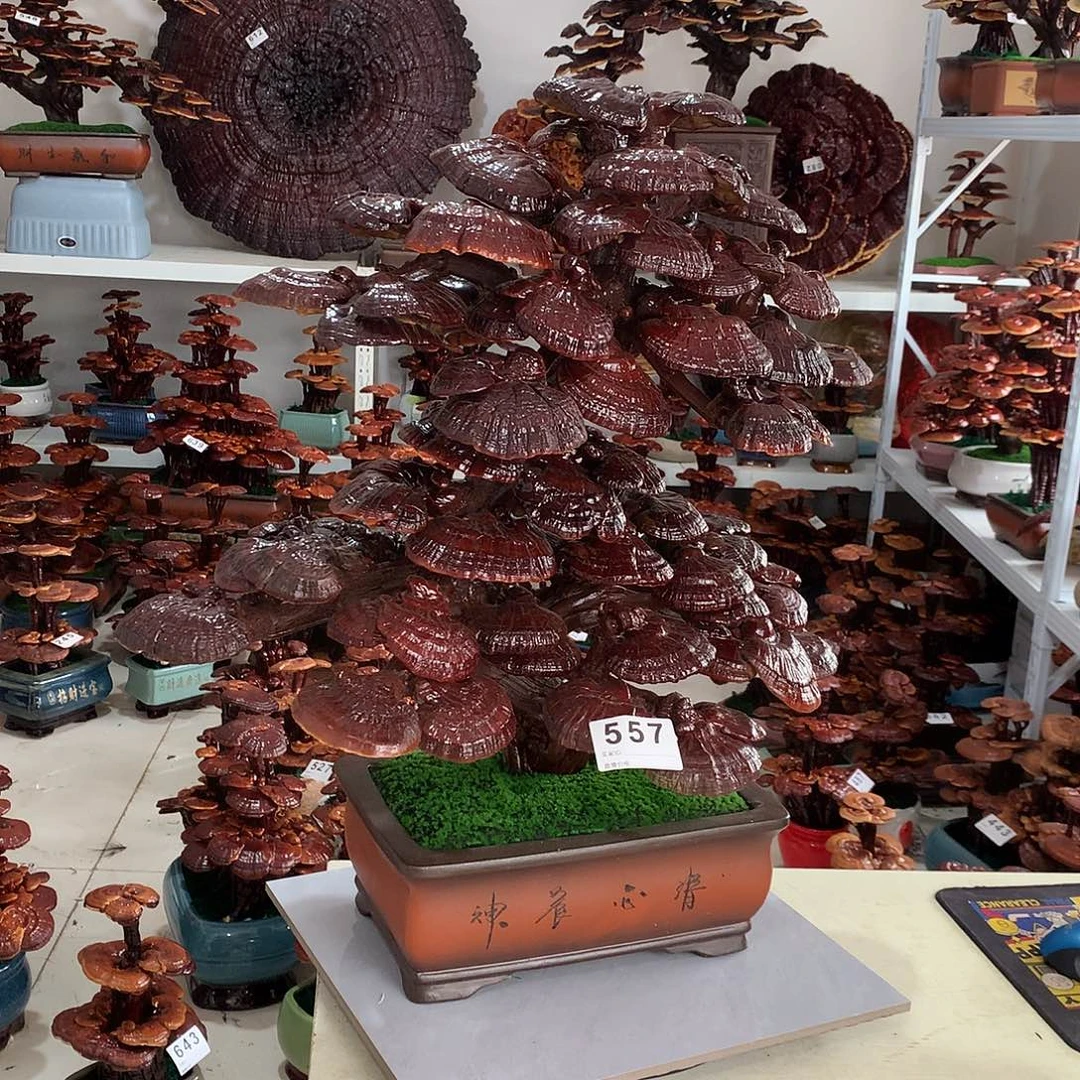 全部花朵55788888888888