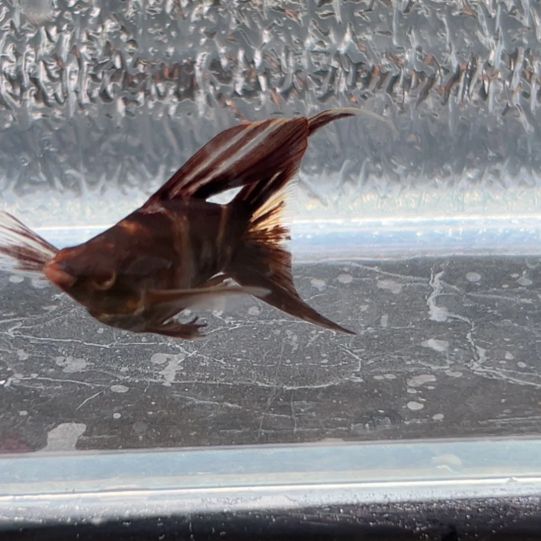 孔雀鱼玛丽鱼一条公