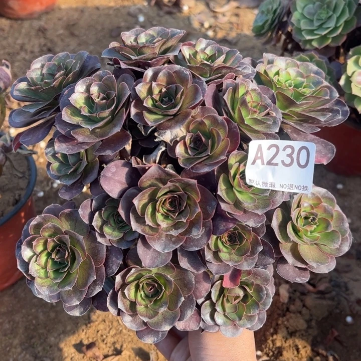 魅金多肉植物230.