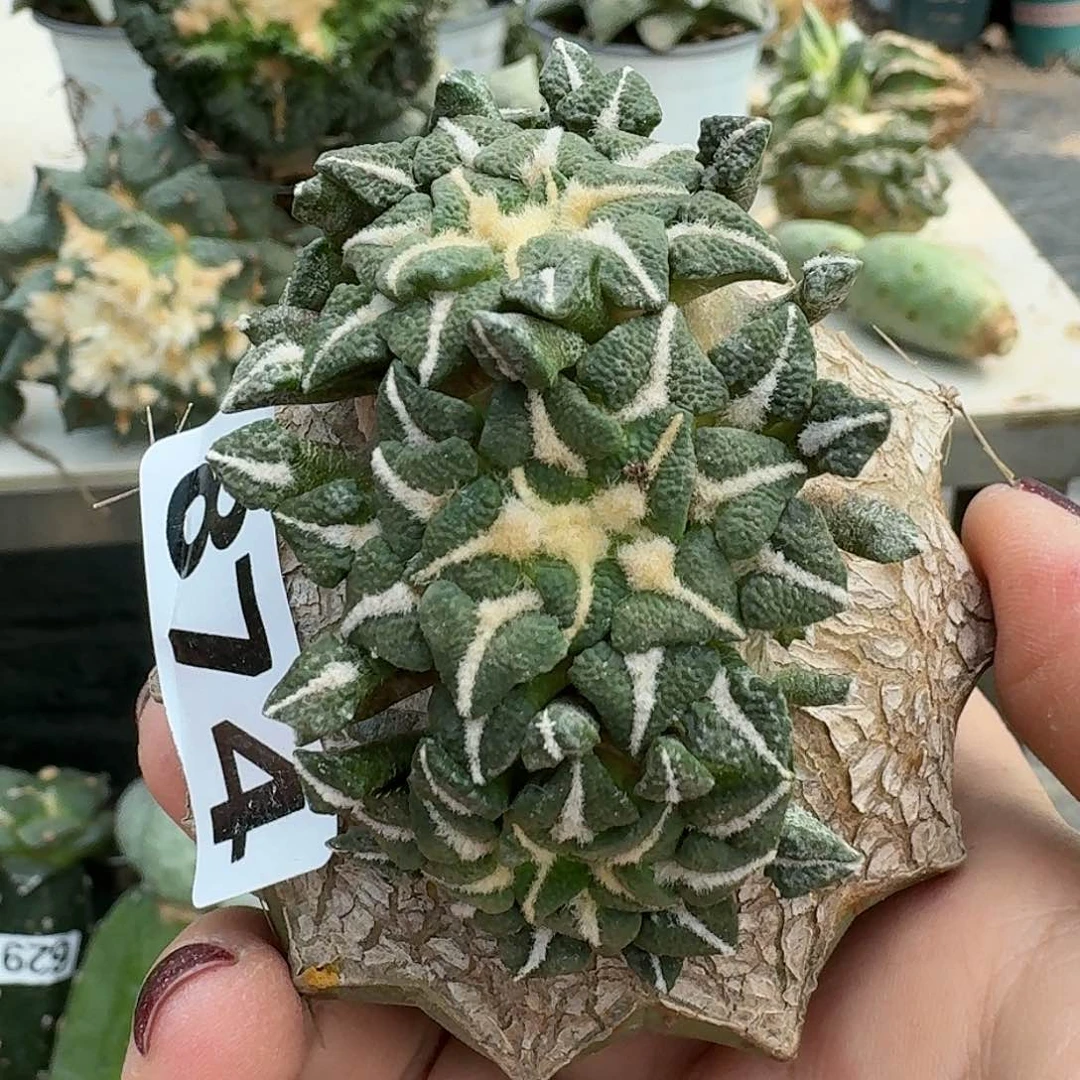 【闪购商品】无花朵四头苗接黑牡丹874