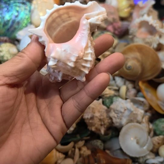 石材天然海螺贝壳寄居蟹替换壳