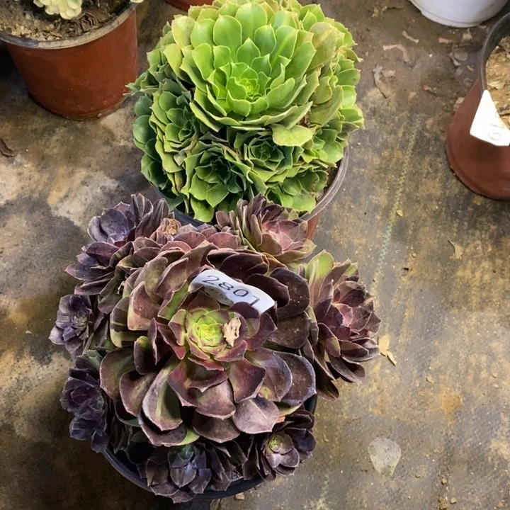 两盆多肉断头不包2801