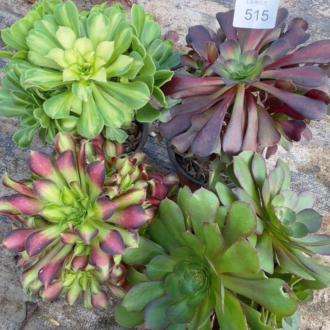 515法师锦多肉无售后