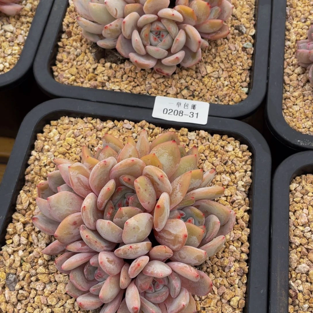 卉**?0208-31-星影两颗。。。。。