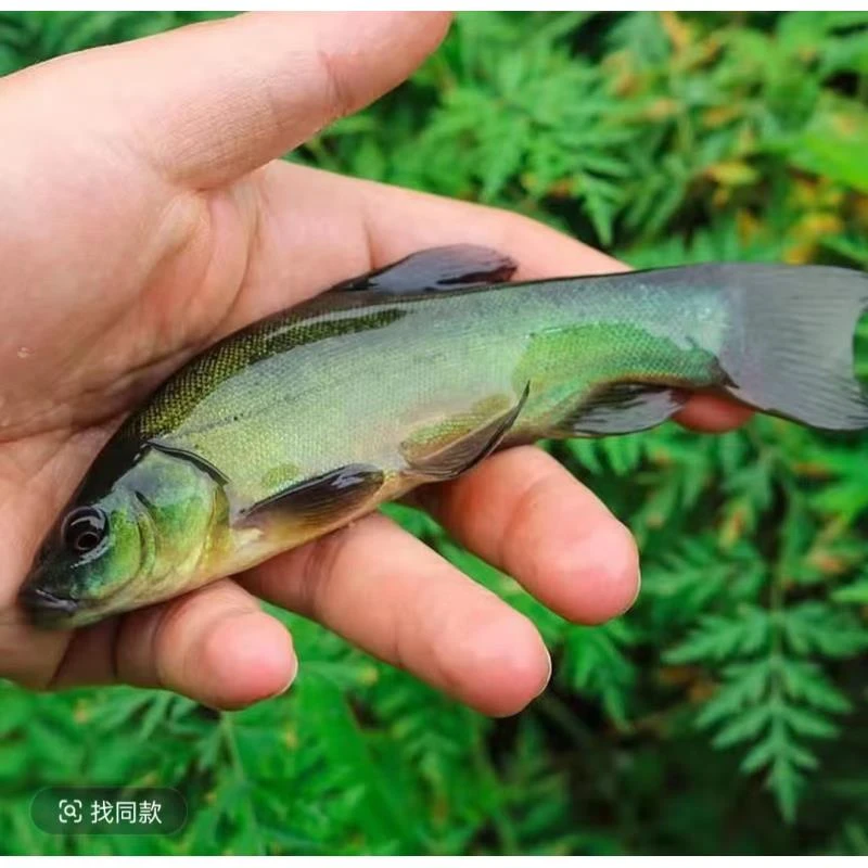 活体鱼四川丁桂鱼丁岁鱼观赏水族淡水饲养