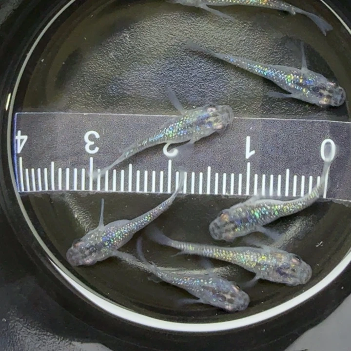 青鳉鱼短体蓝宝石40号